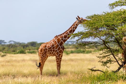 A Somalia giraffes eat the leaves of acacia trees