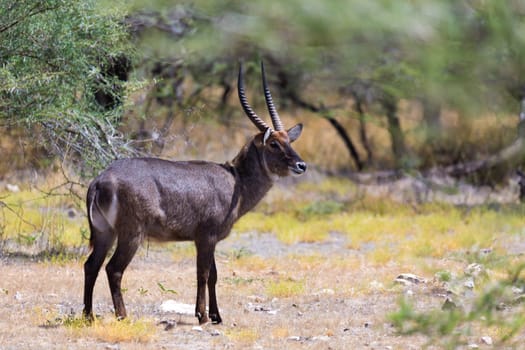 An antelope in the middle of the savannah of Kenya