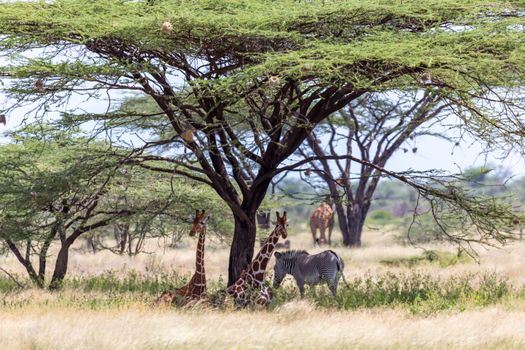 The Giraffes and a gravy zebra under the crown of a shady tree