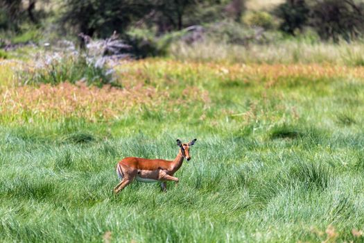 An antelope in the middle of the savannah of Kenya