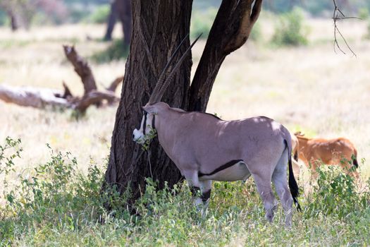 The Oryx family in the grassland of the Kenyan Savannah