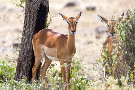 The Impala gazelles grazed in the savannah of Kenya