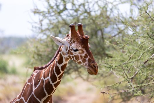 The closeup of a giraffe with many plants in the background