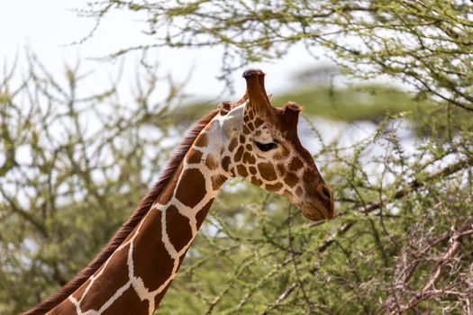 The closeup of a giraffe with many plants in the background