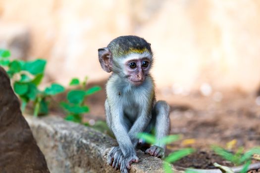 One little monkey sits and looks very curious
