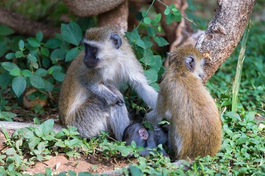 Vervet family with a little baby monkey