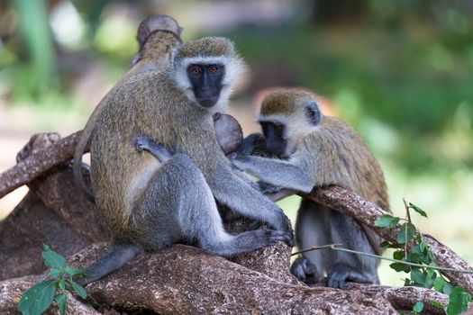 Vervet family with a little baby monkey