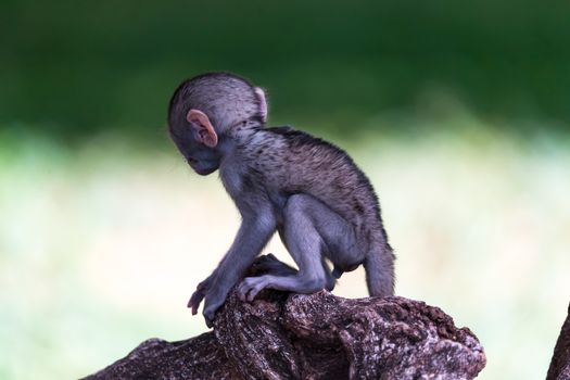 One little funny monkey is playing on the floor or on the tree