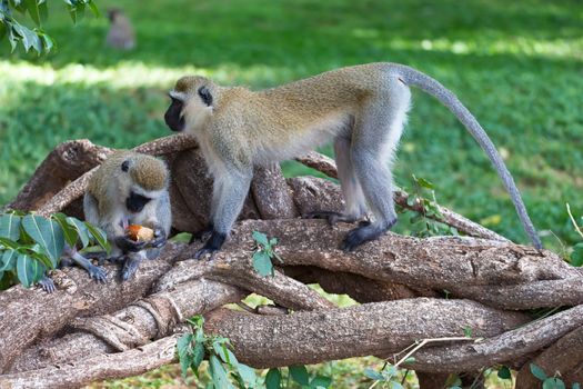A monkey is doing a fruit meal in the grass