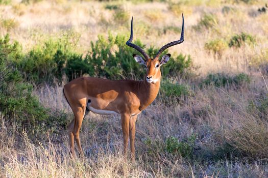 The portrait of an Impala antelope in the savannah of Kenya