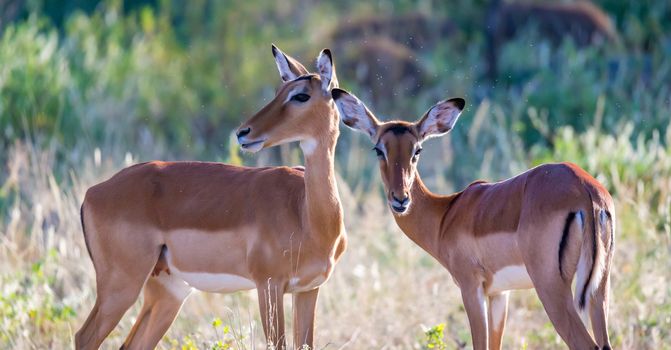 Some impalas stand together in the grass landscape