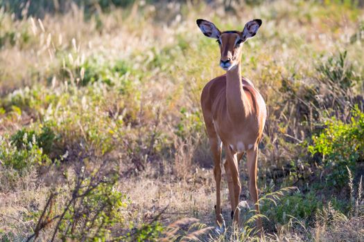 The portrait of an Impala antelope in the savannah of Kenya