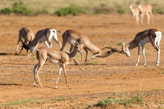 The battle of two Grant Gazelles in the savannah of Kenya