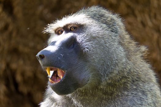 One baboon has found a fruit and eats it