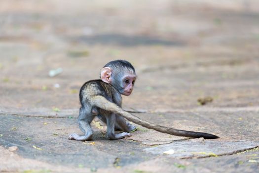 One little funny monkey is playing on the floor or on the tree