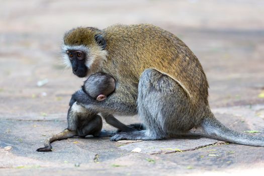 Vervet family with a little baby monkey