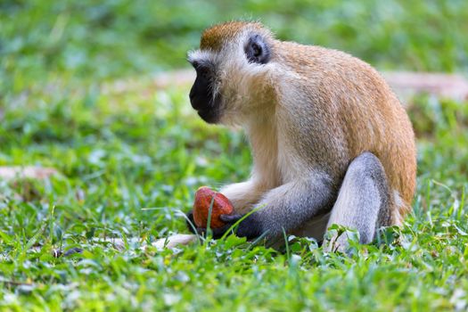 A monkey is doing a fruit meal in the grass