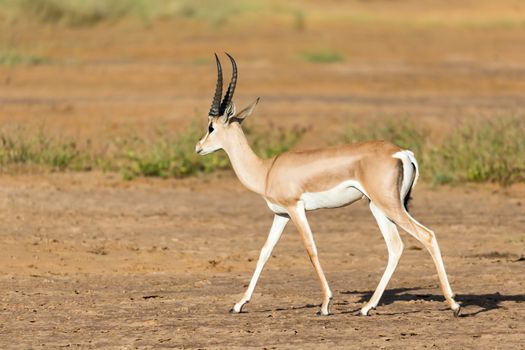 One Grant Gazelle stands in the middle of the grassy landscape of Kenya