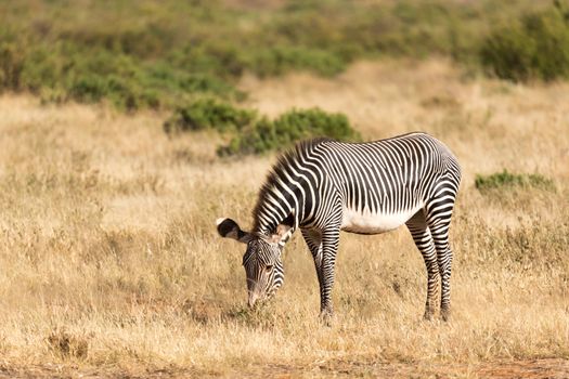The Grevy Zebra is grazing in the countryside of Samburu in Kenya