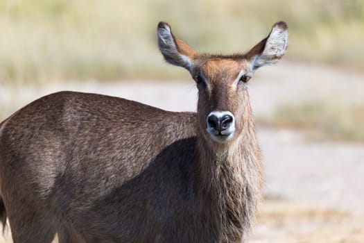 An antelope in the middle of the savannah of Kenya
