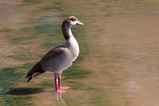 One colorful duck stands in the water