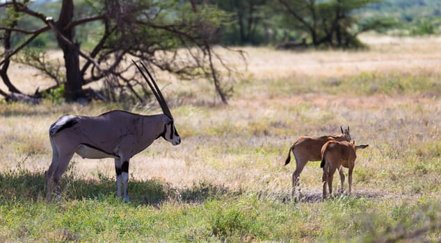 An antelope in the middle of the savannah of Kenya