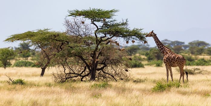 The giraffes eat leaves from the acacia trees