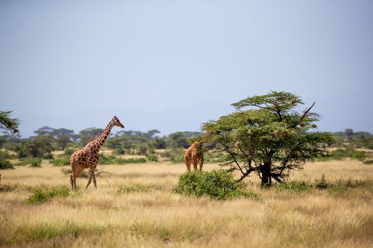 A Somalia giraffes eat the leaves of acacia trees