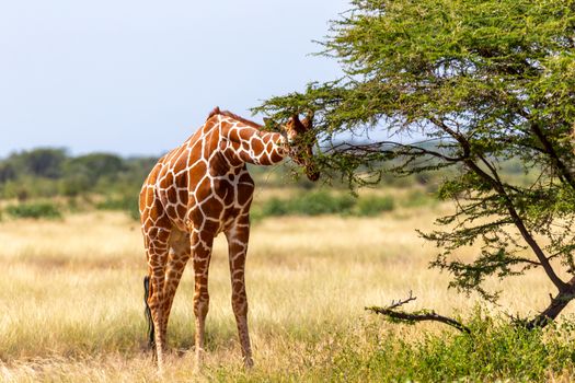 A Somalia giraffes eat the leaves of acacia trees