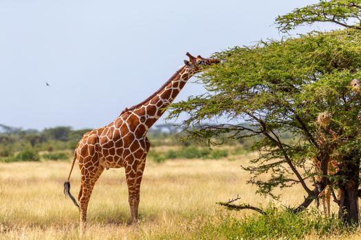 A Somalia giraffes eat the leaves of acacia trees