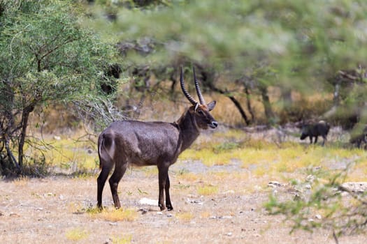 An antelope in the middle of the savannah of Kenya