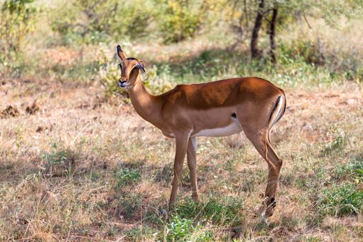 The Grant Gazelle grazes in the vastness of the Kenyan savannah
