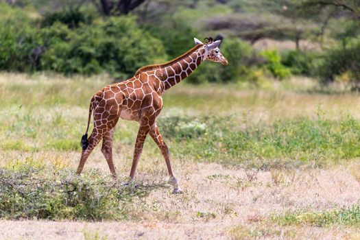 One giraffe walk through the savannah between the plants