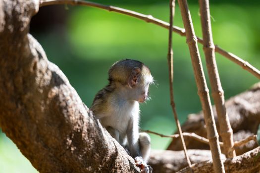 One little monkey sits and looks very curious