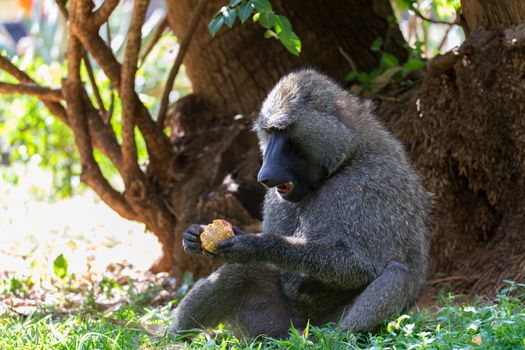 One baboon has found a fruit and eats it
