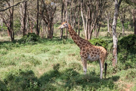 One pregnant giraffe stands in the bushes