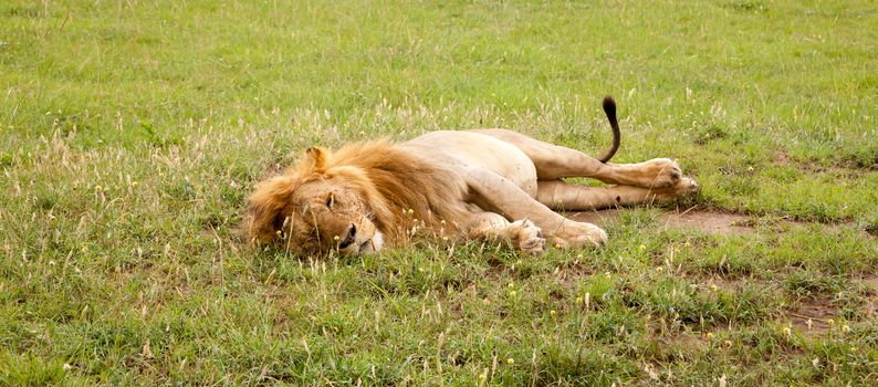 A big lion resting in the grass in the meadow