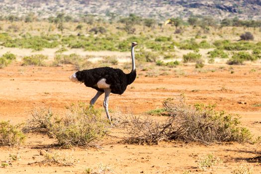 The ostrich family runs through the savanna of Kenya