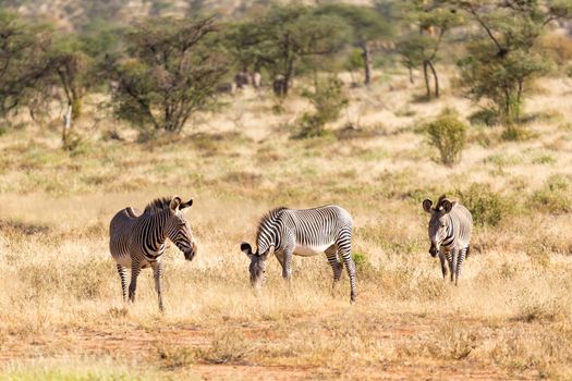 A large herd with zebras grazing in the savannah of Kenya