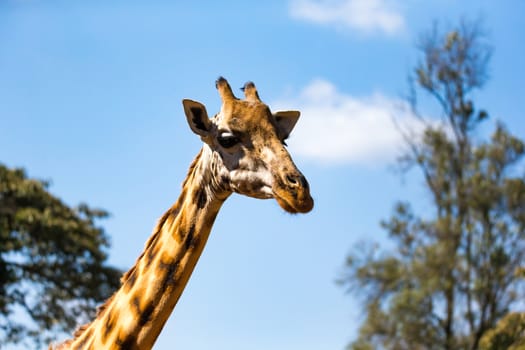 A close-up of one giraffe's head