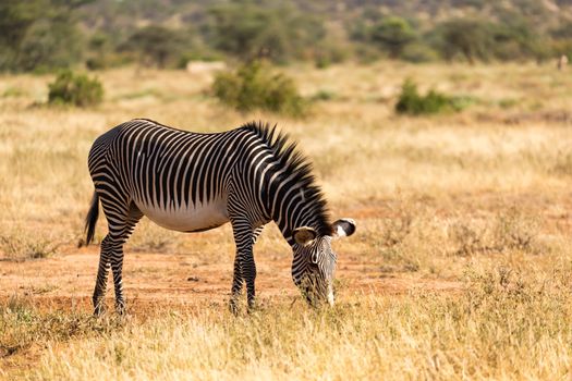 The Grevy Zebra is grazing in the countryside of Samburu in Kenya