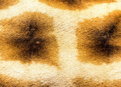 A fur of a giraffe in close-up