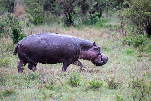 One hippo in the savannah of Kenya