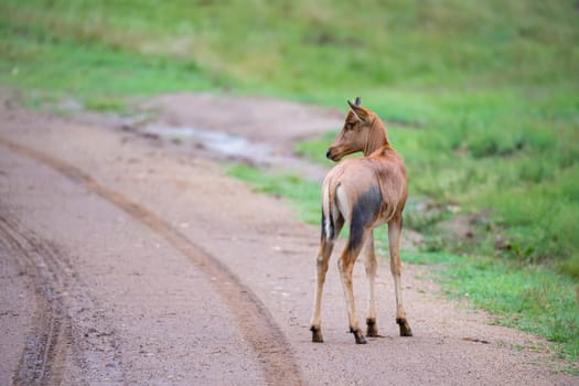 A Topi antelope in the grassland of Kenya's savannah