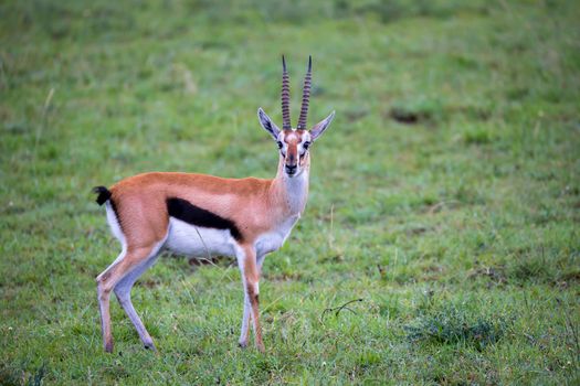 A Thomson's Gazelle in the grass landscape of the savannah in Kenya