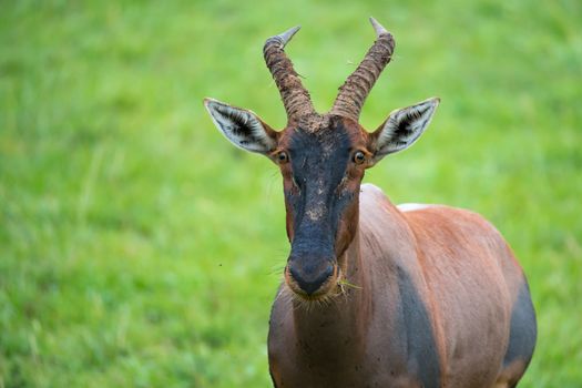 A Topi antelope in the grassland of Kenya's savannah