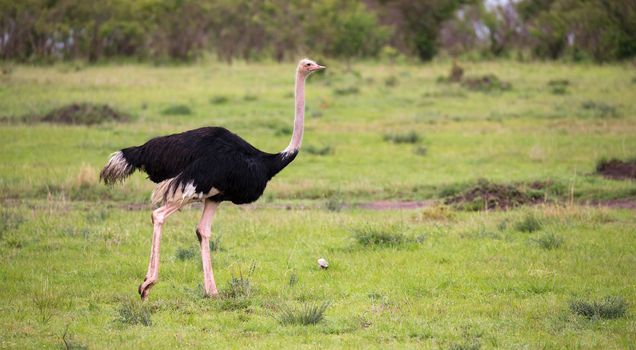 One male Ostrich bird runs through the grass landscape from the savannah in Kenya