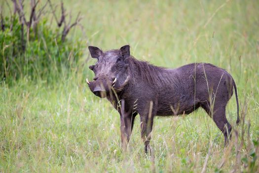 Some Warthogs are grazing in the savannah of Kenya