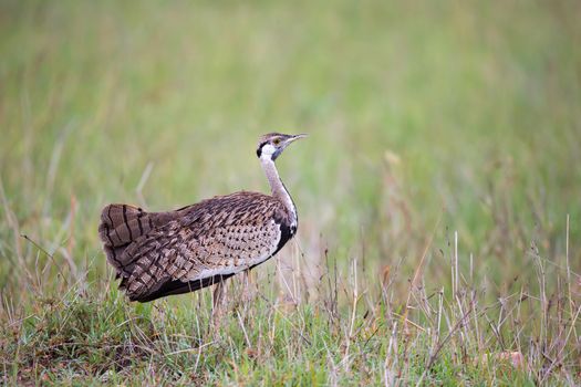 One indigenous gray bird is standing in the grass and looking