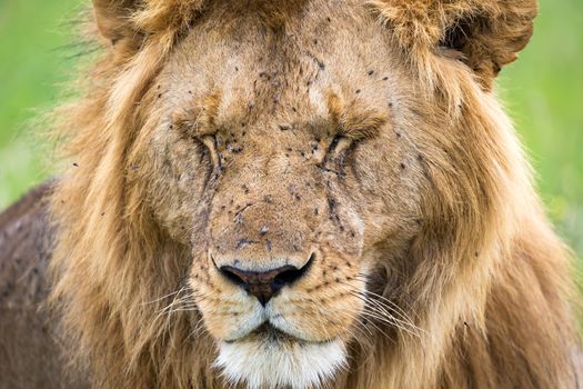A face of a big lion in closeup